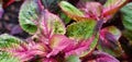 Coleus Ã¢â¬ËColor Blaze TorchlightÃ¢â¬â¢,lush red and hot pink veined leaves